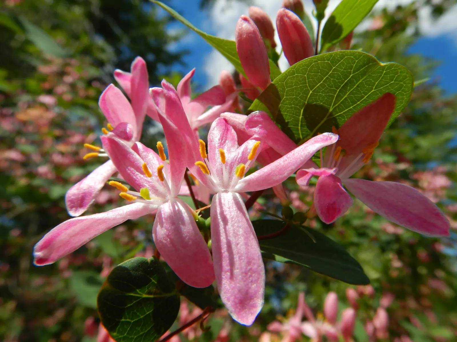 Tatarian Honeysuckle (Lonicera Tatarica) — Caution advised as berries are toxic if ingested
