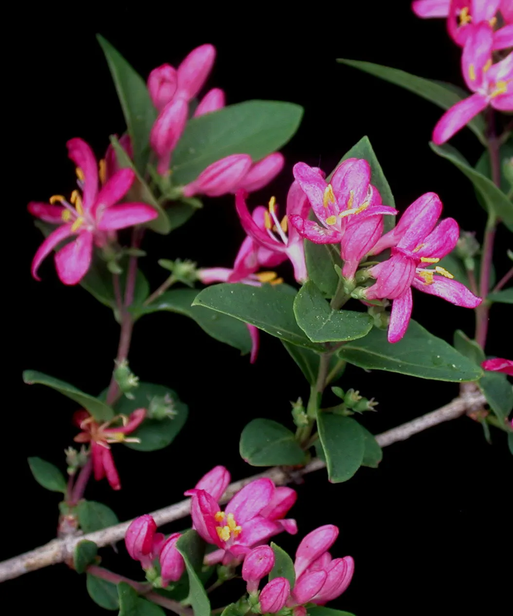 Tatarian Honeysuckle (Lonicera Tatarica) — Regular pruning after flowering can maintain a desired shape and size; this species typically reaches a, image 86
