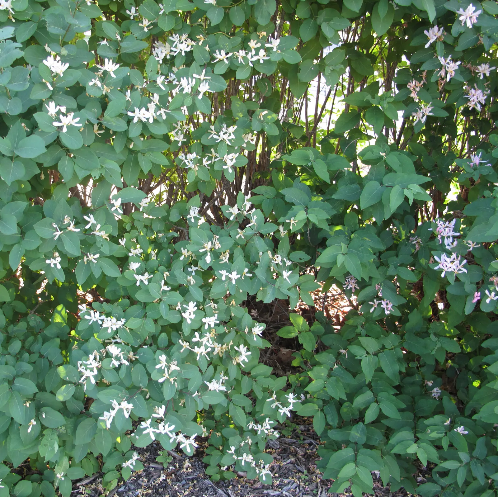 Tatarian Honeysuckle (Lonicera Tatarica) — In late spring to early summer, the Tatarian Honeysuckle bursts into an exuberant display of flowers