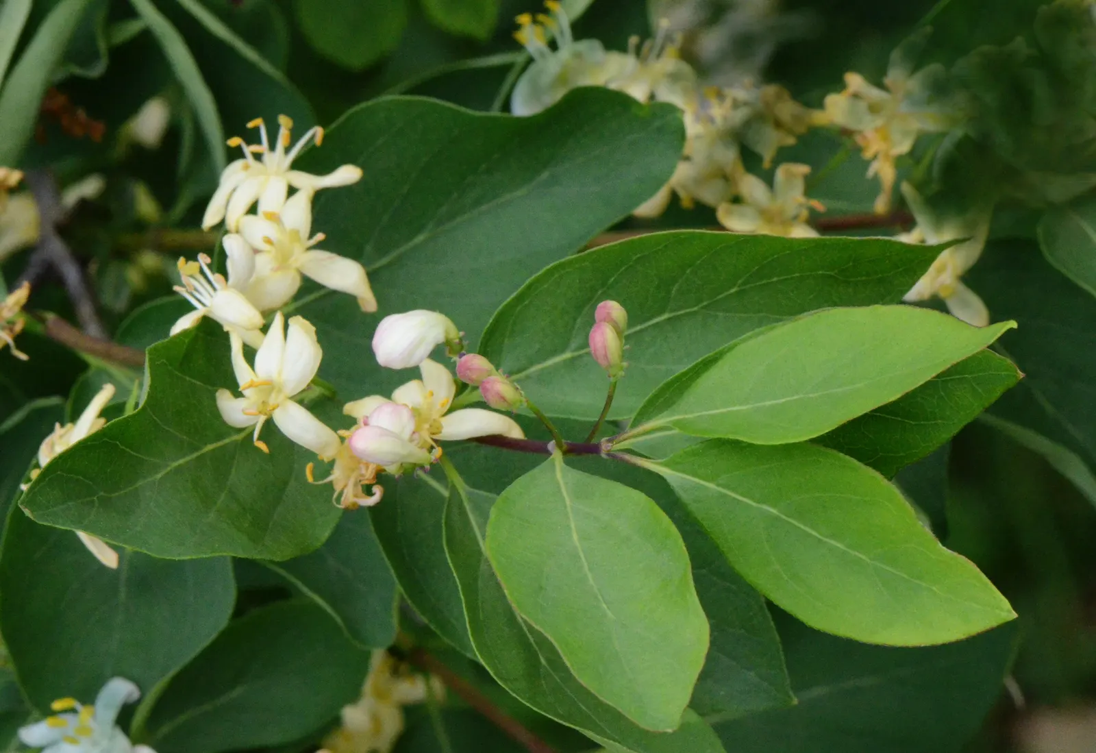Tatarian Honeysuckle (Lonicera Tatarica) — scientifically named Lonicera tatarica; attracting pollinators with their sweet nectar.<br><br>Come fall