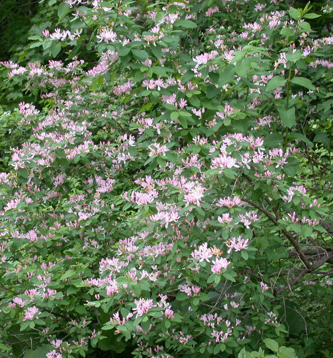 Tatarian Honeysuckle (Lonicera Tatarica) — and approximately 1 to 2.5 inches long; in late spring to early summer, the Tatarian Honeysuckle bursts, image 73