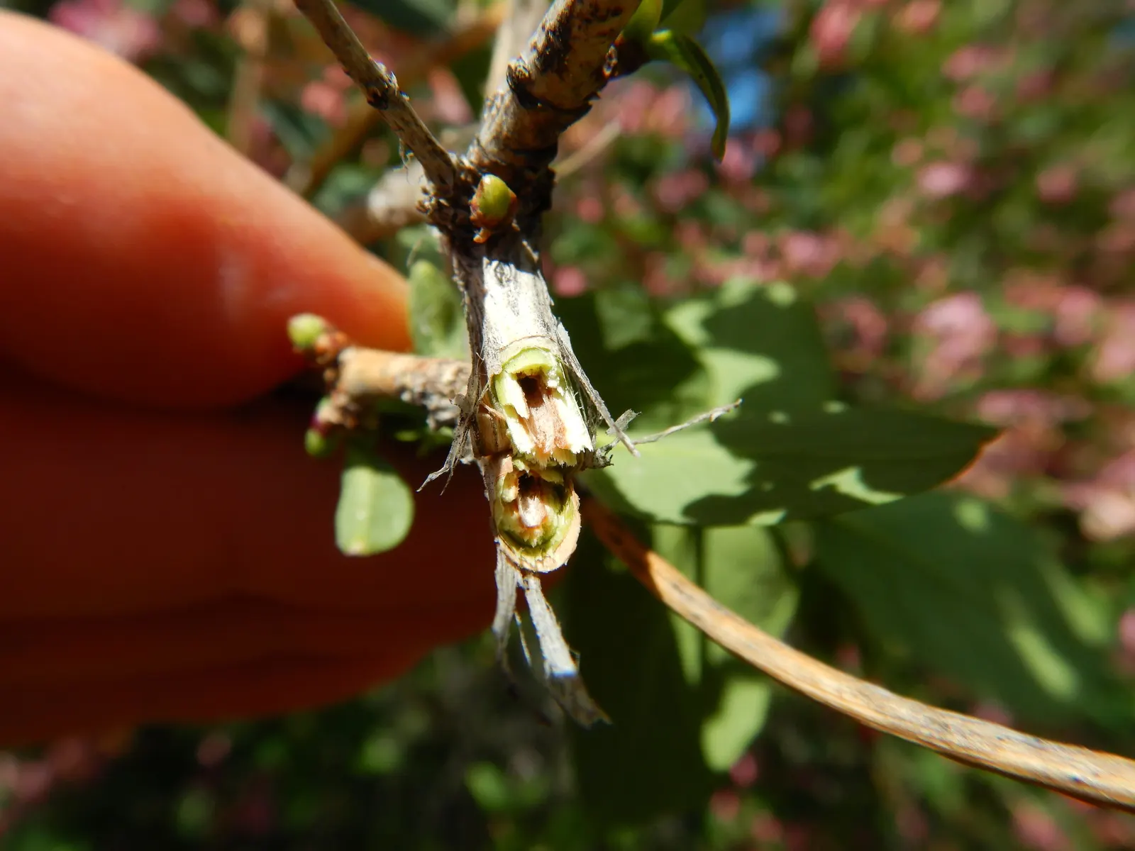 Tatarian Honeysuckle (Lonicera Tatarica) — These berries also contain seeds; shrub with pink blooms