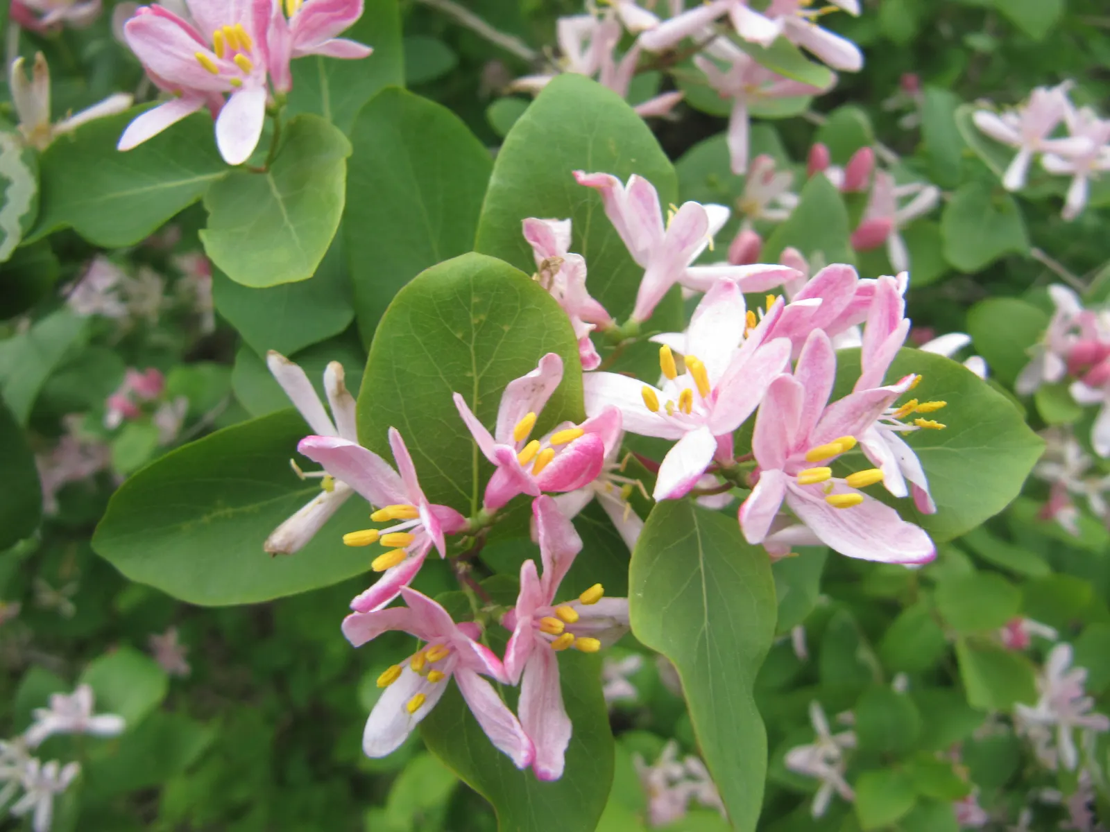 Tatarian Honeysuckle (Lonicera Tatarica) — When incorporating the Tatarian Honeysuckle into a landscape design; regular pruning after flowering can, image 119
