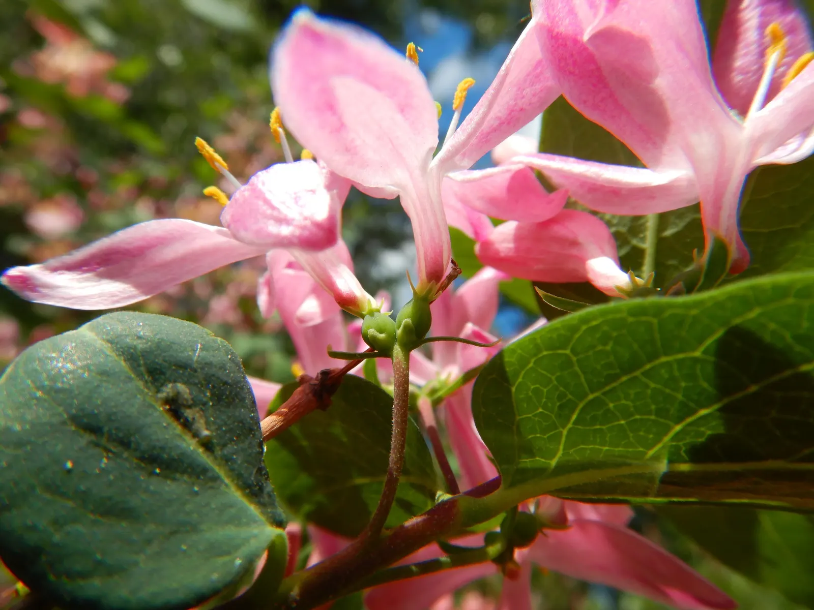 Tatarian Honeysuckle (Lonicera Tatarica) — is a deciduous shrub celebrated for its vibrant floral displays and adaptability; although it prefers, image 70