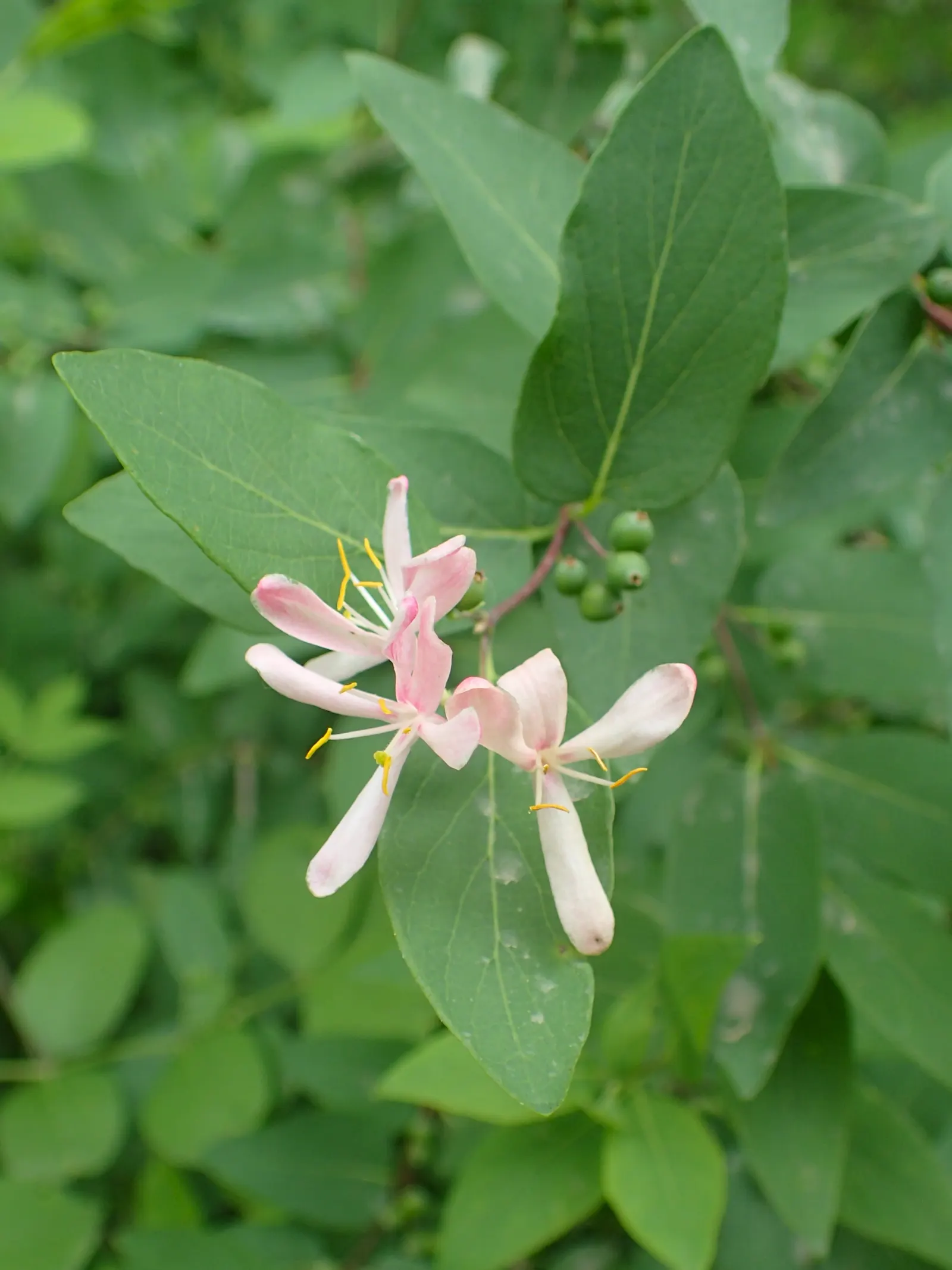 Tatarian Honeysuckle (Lonicera Tatarica) — making it a versatile choice for diverse landscaping designs; pink flowers in the garden, image 102