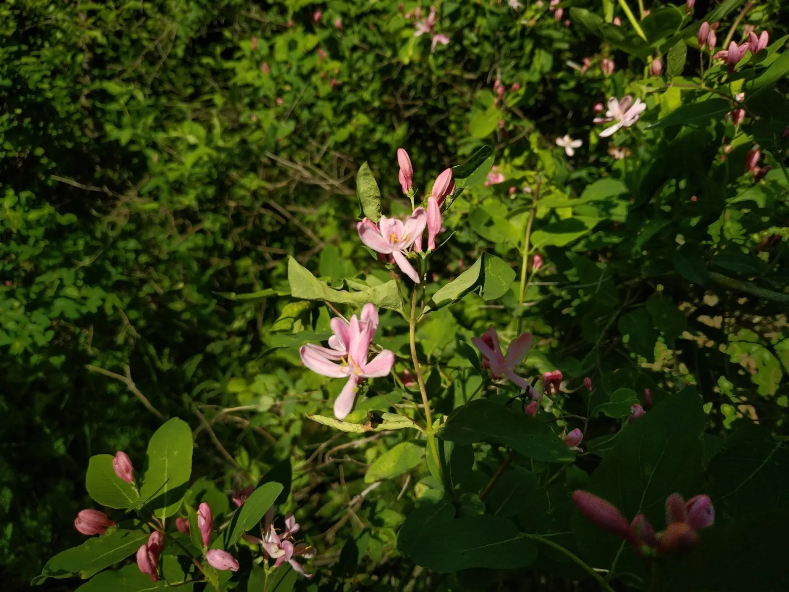 Tatarian Honeysuckle (Lonicera Tatarica) — shrub for full or half or shade; as well as its ornamental attributes that can enhance the aesthetic, image 124