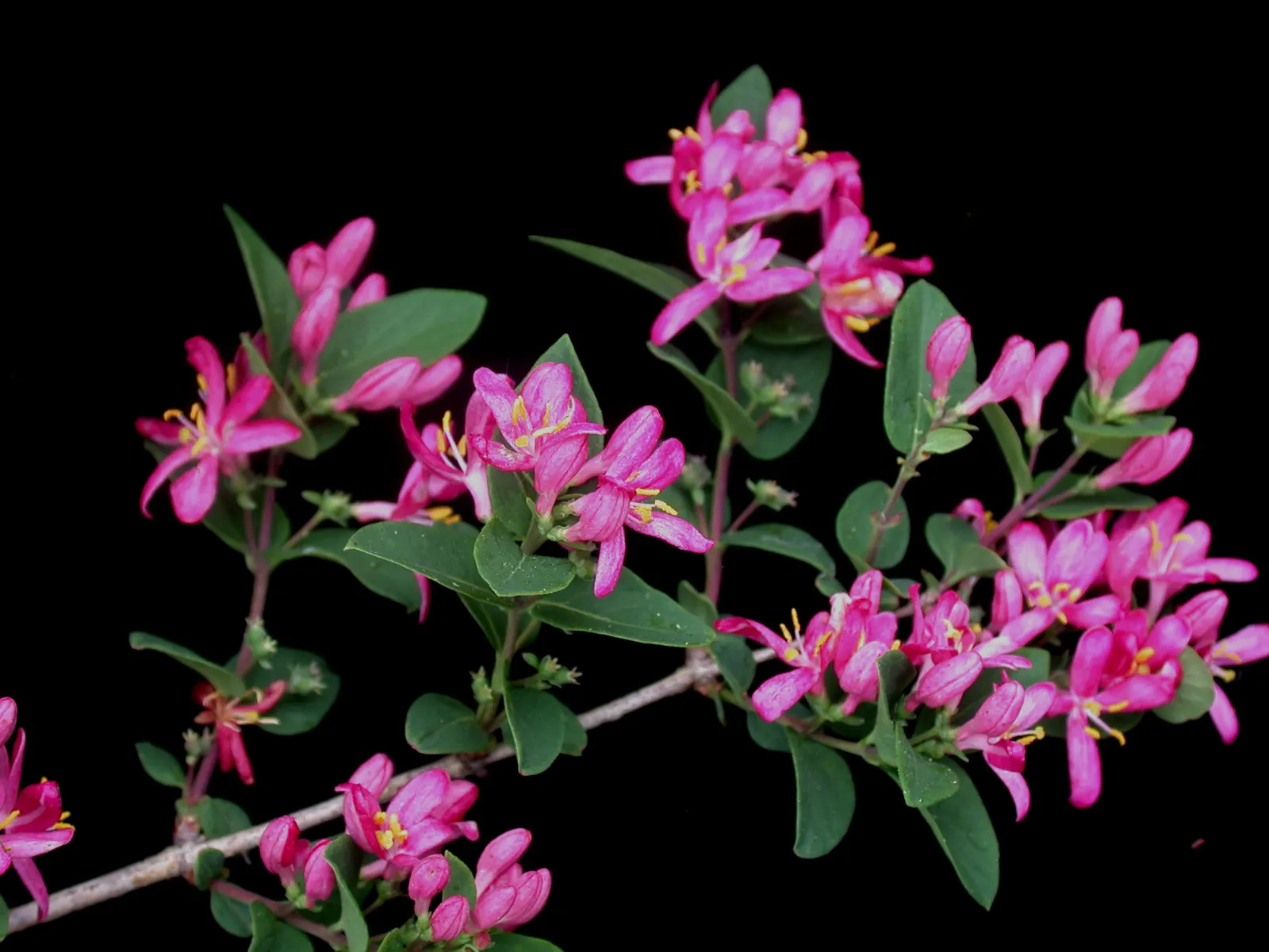 Tatarian Honeysuckle (Lonicera Tatarica) — It reaches 8-12 ft in height and spreads 10-12 ft, flourishing in full sun to partial shade; and, image 126
