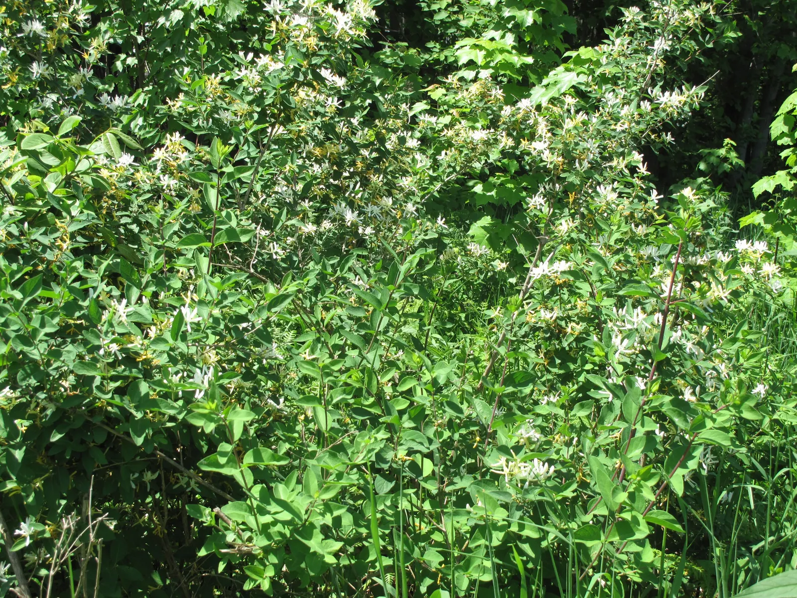 Tatarian Honeysuckle (Lonicera Tatarica) — although it prefers well-draining soil; consider its spreading habit and potential for invasiveness, image 84