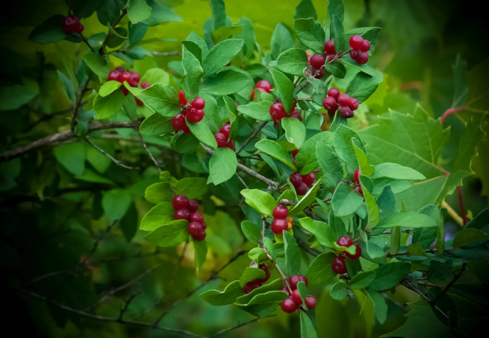 Tatarian Honeysuckle (Lonicera Tatarica) — about 0.75 inches in length; when incorporating the Tatarian Honeysuckle into a landscape design, image 106