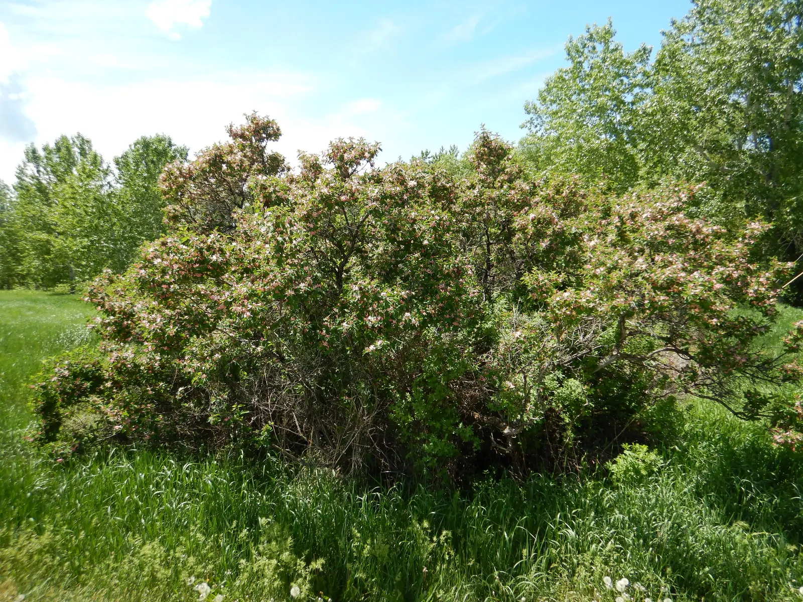 Tatarian Honeysuckle (Lonicera Tatarica) — providing food for birds and a pop of color in the autumn landscape; full sun to partial shade is best, image 79