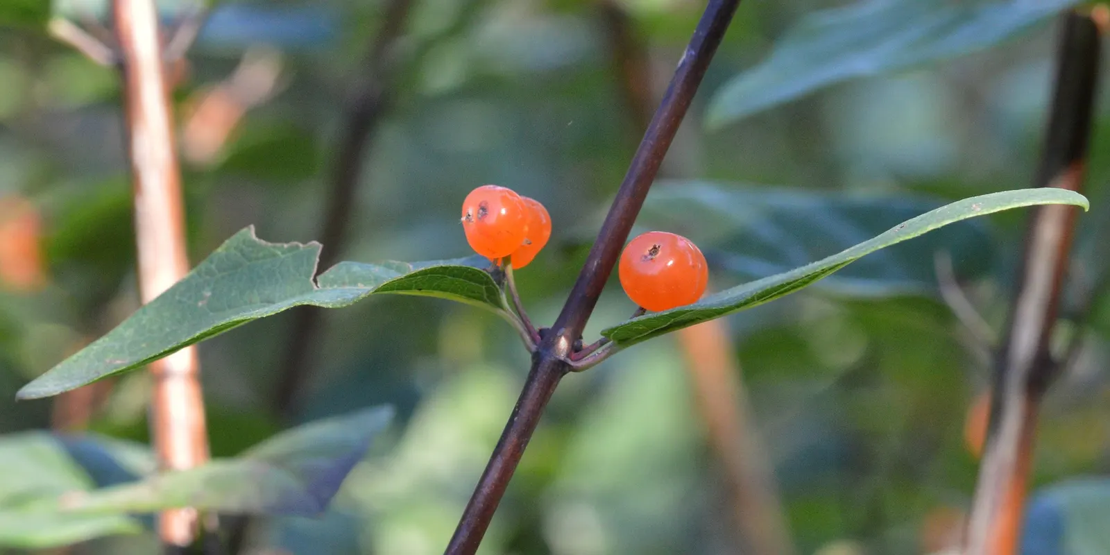 Tatarian Honeysuckle (Lonicera Tatarica) — is a deciduous shrub celebrated for its vibrant floral displays and adaptability; although it prefers, image 101