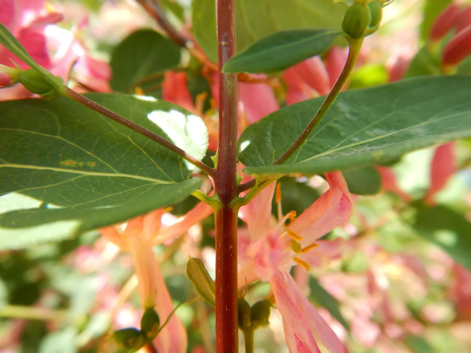 Tatarian Honeysuckle (Lonicera Tatarica) — which facilitate the plant's spread and can make it invasive in some regions
