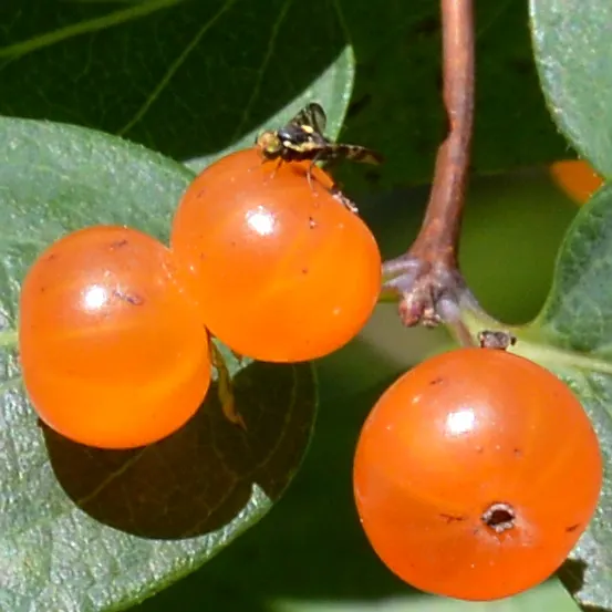 Tatarian Honeysuckle (Lonicera Tatarica) — Regular pruning after flowering can maintain a desired shape and size; this species typically reaches a, image 117