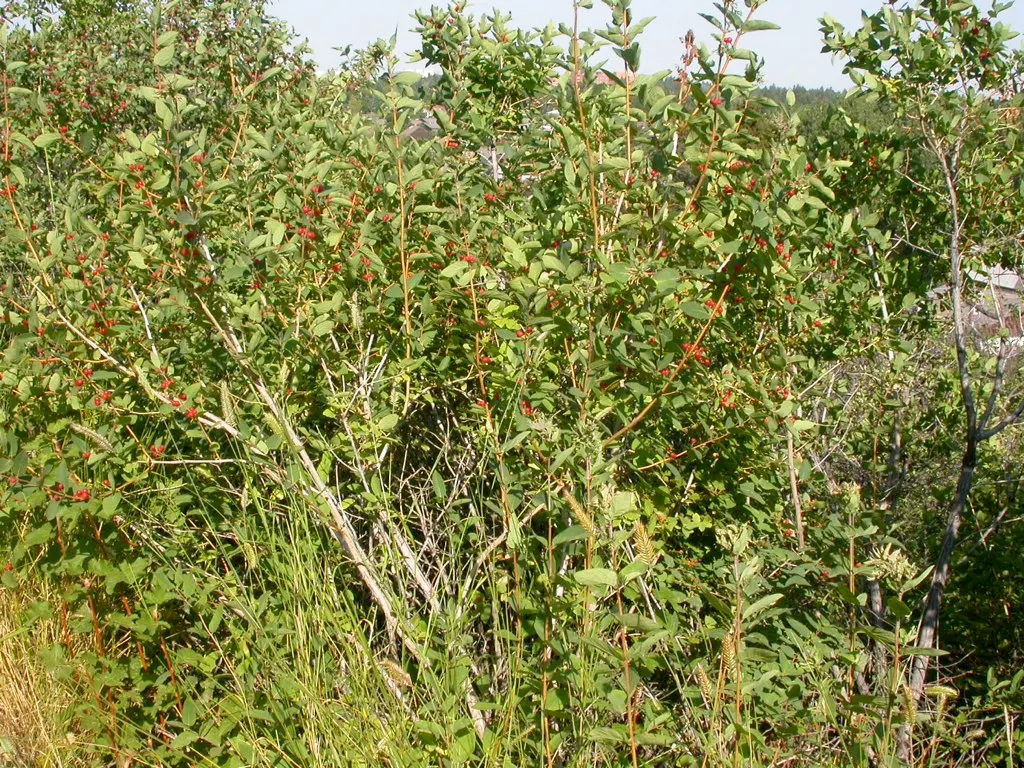 Tatarian Honeysuckle (Lonicera Tatarica) — about 0.75 inches in length