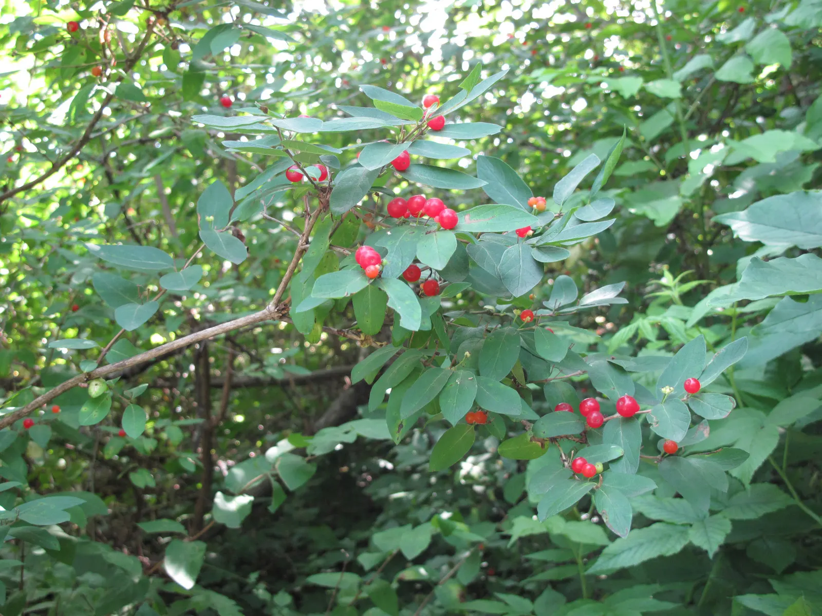 Tatarian Honeysuckle (Lonicera Tatarica) — consider its spreading habit and potential for invasiveness; shrub for full or half or shade, image 89