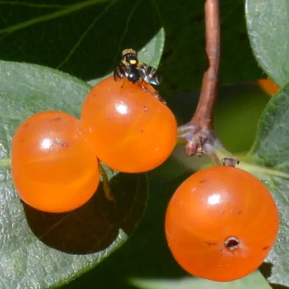 Tatarian Honeysuckle (Lonicera Tatarica) — Lonicera tatarica, or Tatarian Honeysuckle, is an ornamental shrub thriving in USDA zones 4-9; it, image 125