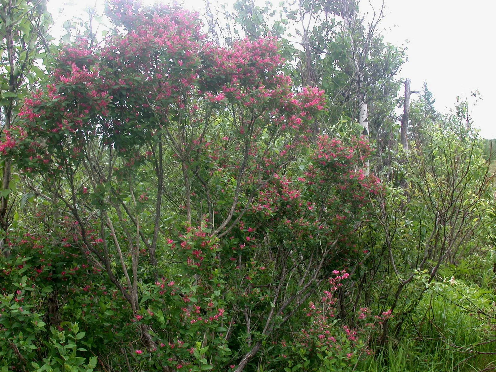 Tatarian Honeysuckle (Lonicera Tatarica) — shrub with pink blooms
