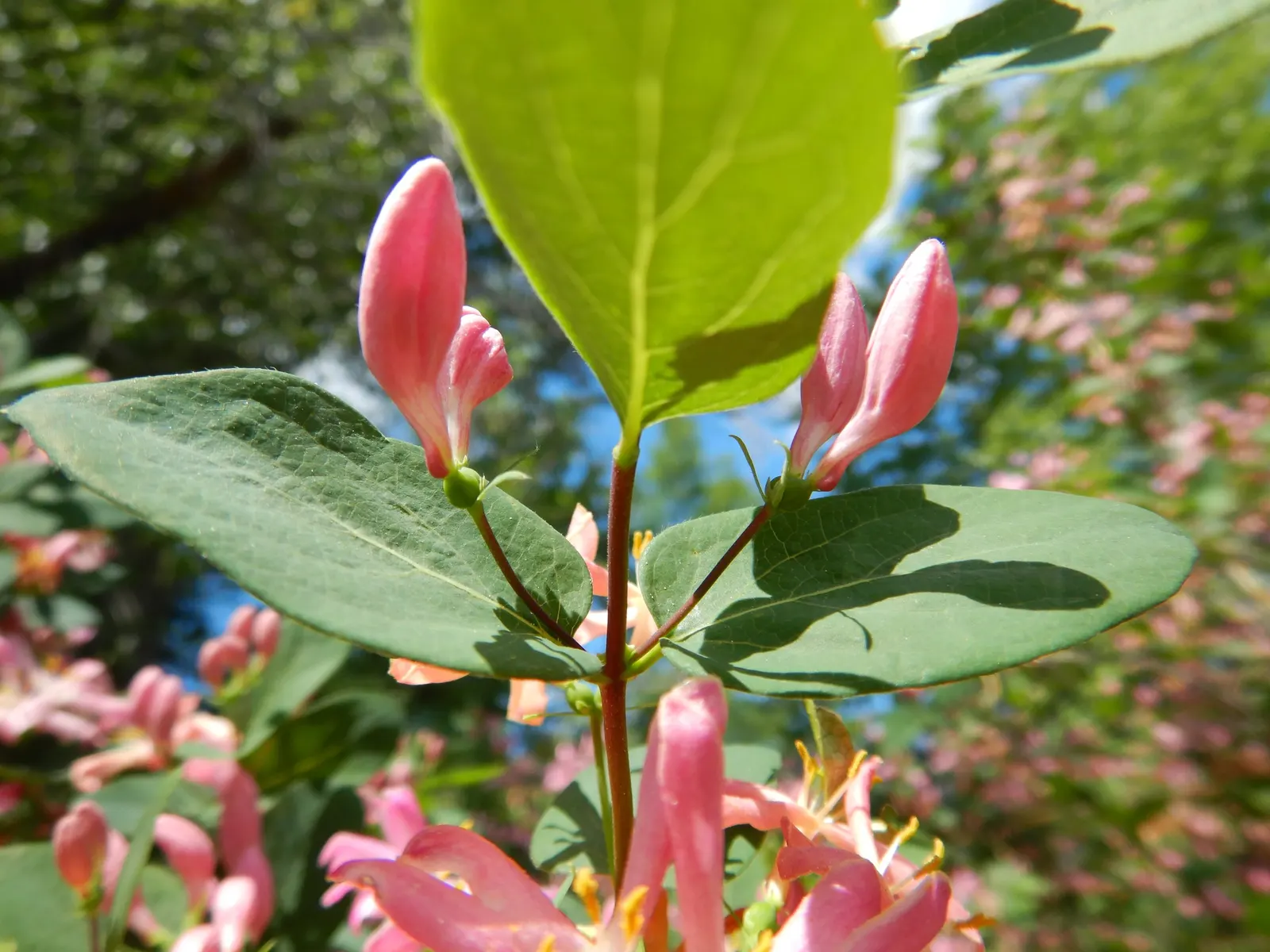 Tatarian Honeysuckle (Lonicera Tatarica) — This species typically reaches a height of 8 to 12 feet and has a similar spread; requires regular pruning to