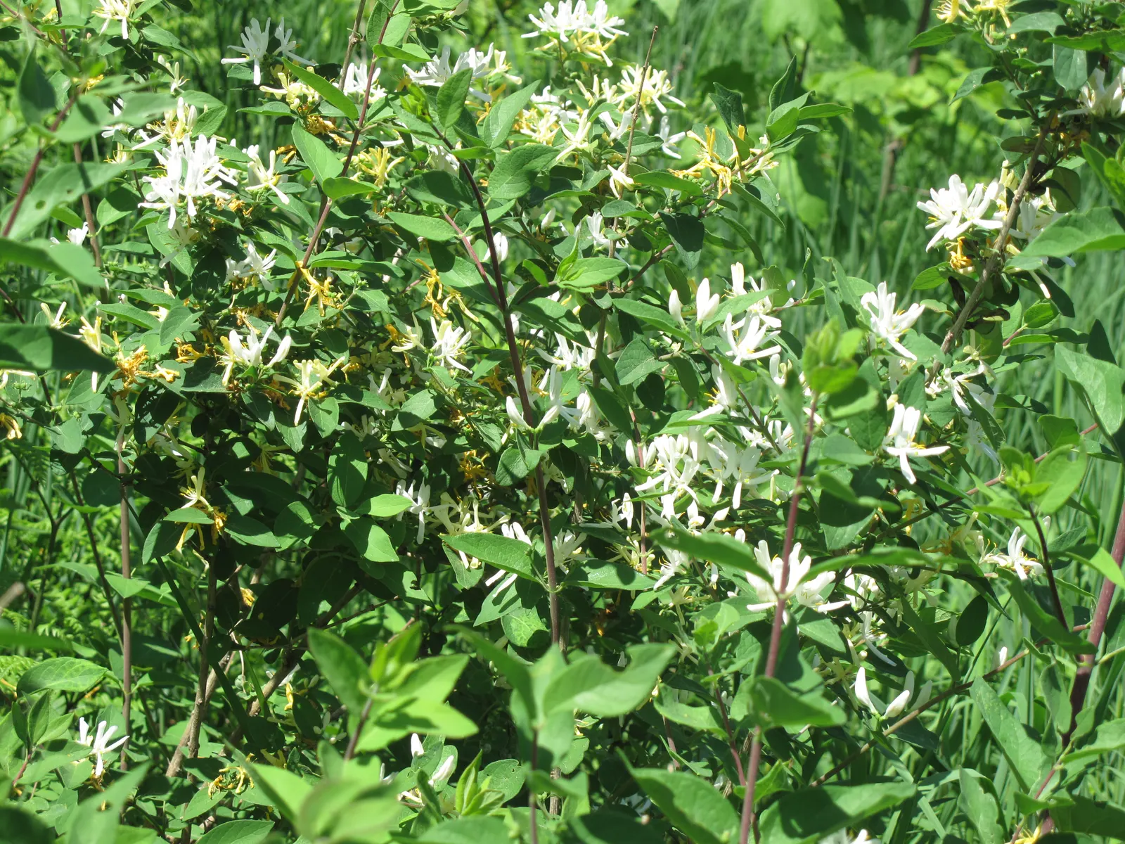 Tatarian Honeysuckle (Lonicera Tatarica) — Prized for its profusion of pink to red blossoms in late spring; these berries also contain seeds, image 65