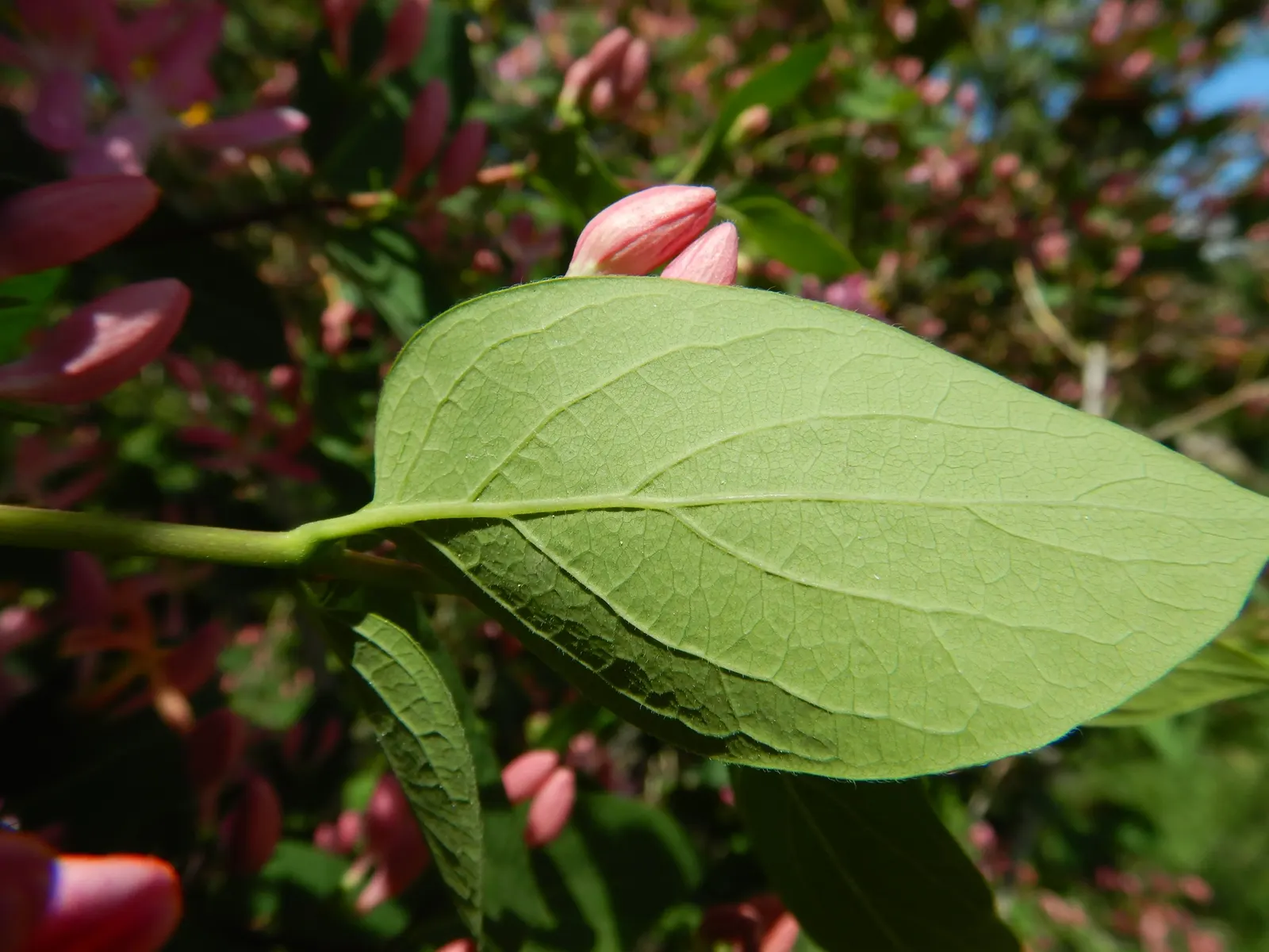 Tatarian Honeysuckle (Lonicera Tatarica) — consider its spreading habit and potential for invasiveness