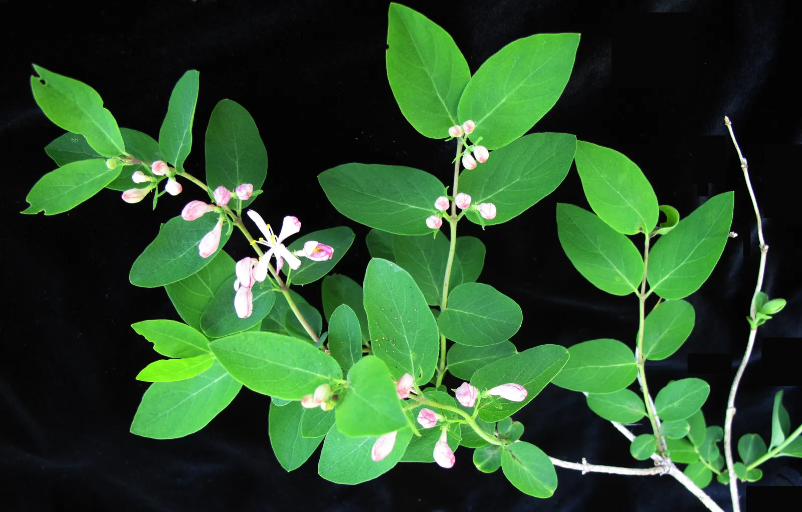 Tatarian Honeysuckle (Lonicera Tatarica) — In late spring to early summer, the Tatarian Honeysuckle bursts into an exuberant display of flowers; which