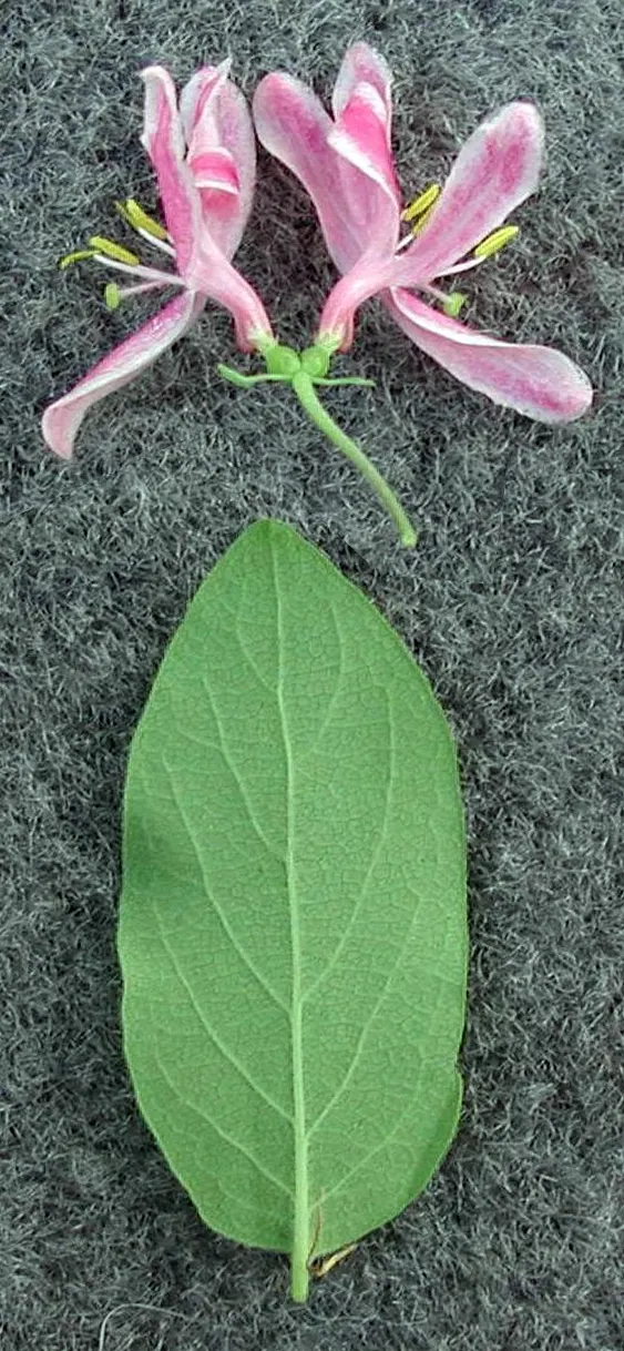 Tatarian Honeysuckle (Lonicera Tatarica) — scientifically named Lonicera tatarica; attracting pollinators with their sweet nectar.<br><br>Come fall, image 131