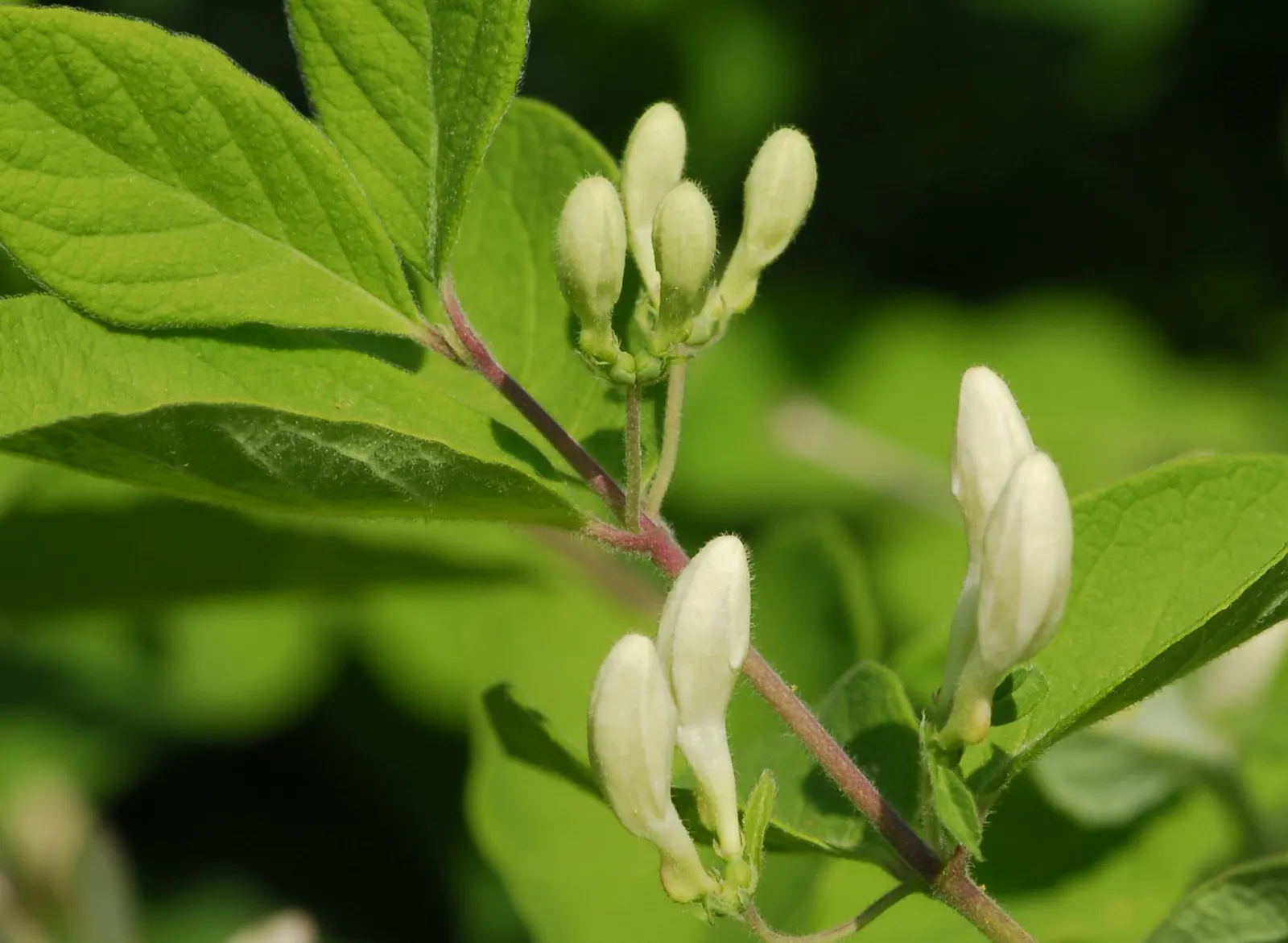 Tatarian Honeysuckle (Lonicera Tatarica) — Requires regular pruning to maintain shape and prevent invasive spread
