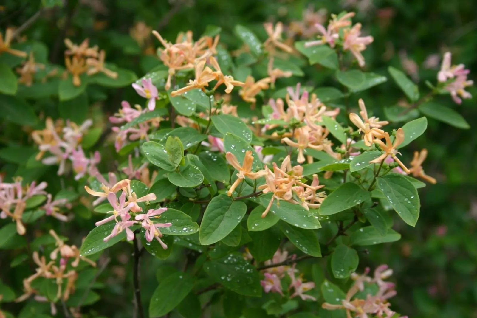 Tatarian Honeysuckle (Lonicera Tatarica) — Full sun to partial shade is best to ensure optimal growth and flowering