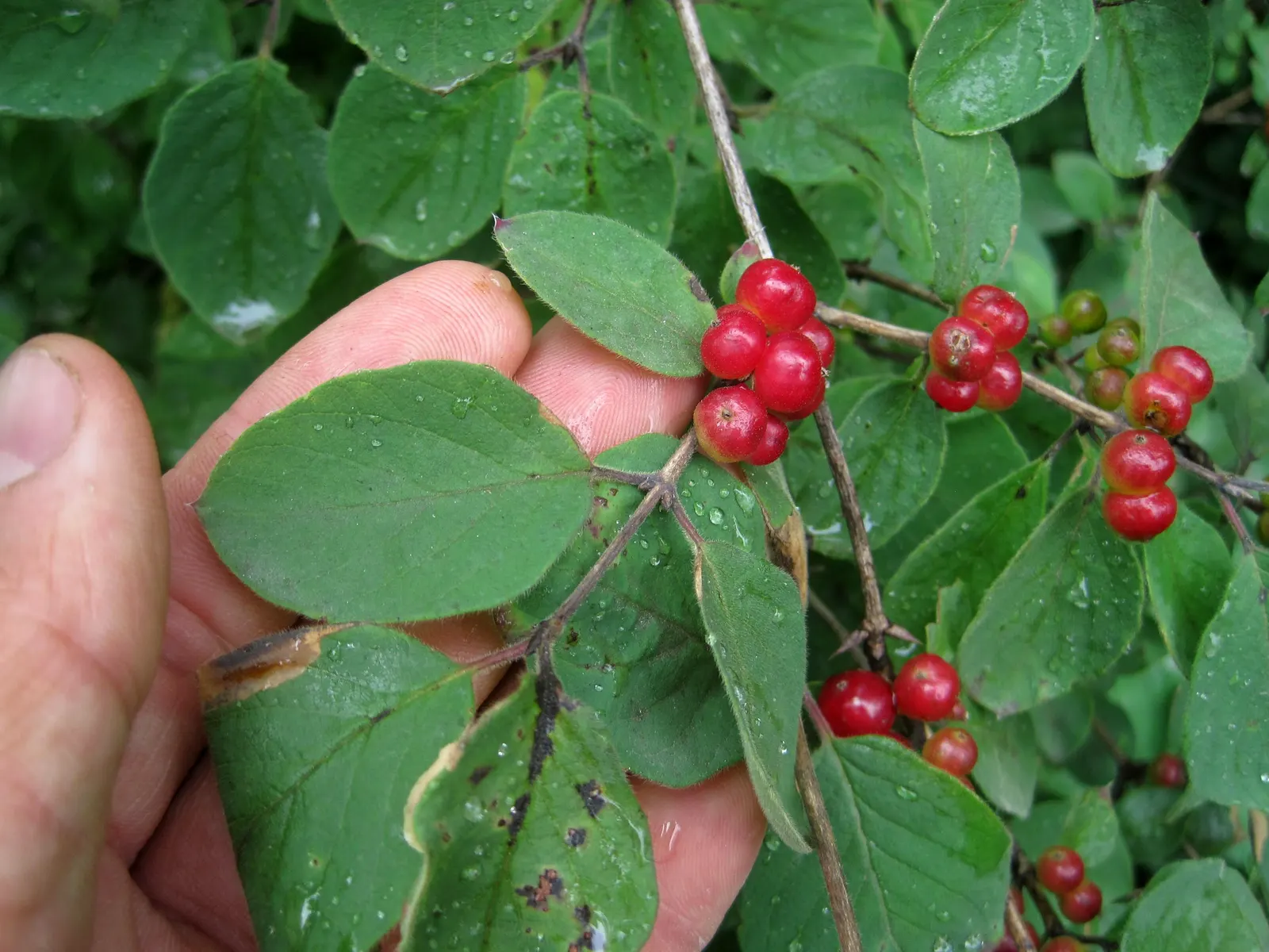 Tatarian Honeysuckle (Lonicera Tatarica) — Caution advised as berries are toxic if ingested; is a deciduous shrub celebrated for its vibrant floral, image 99