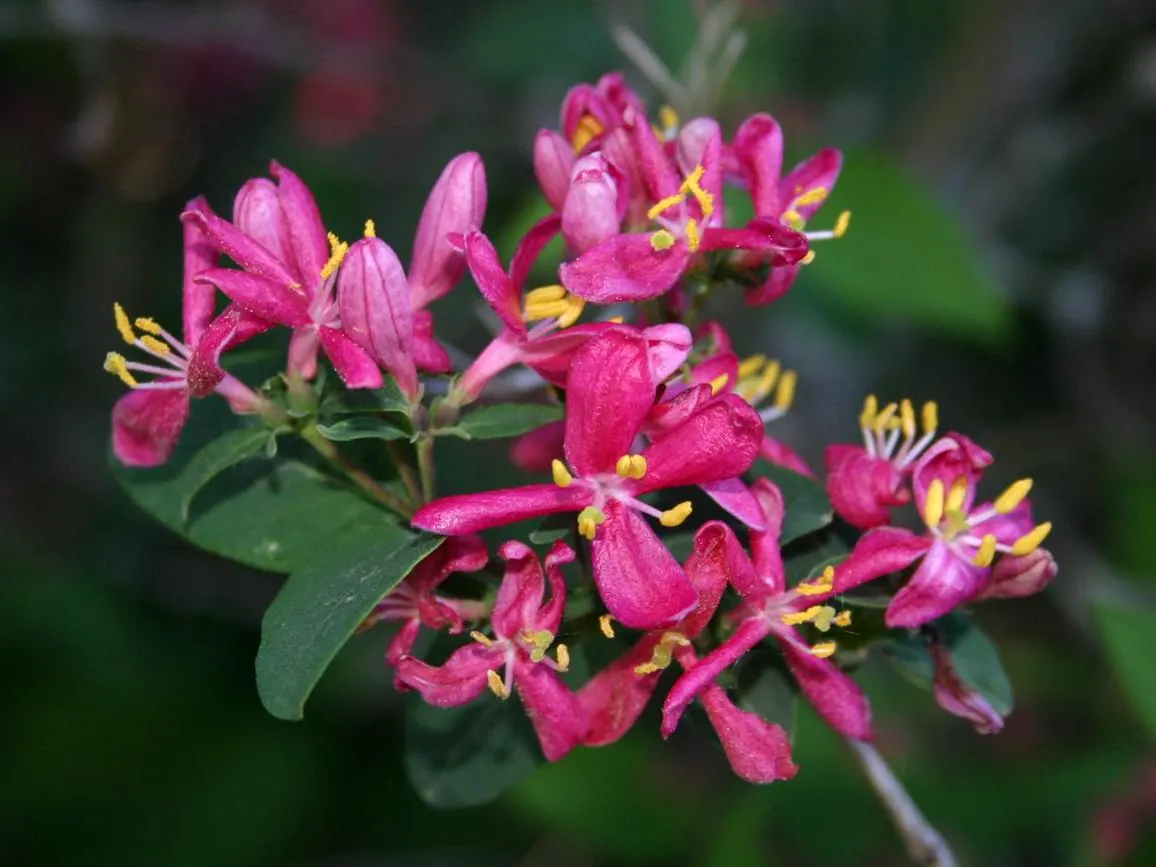 Tatarian Honeysuckle (Lonicera Tatarica) — When incorporating the Tatarian Honeysuckle into a landscape design