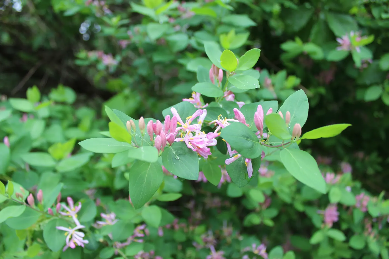 Tatarian Honeysuckle (Lonicera Tatarica) — about 0.75 inches in length; when incorporating the Tatarian Honeysuckle into a landscape design, image 75