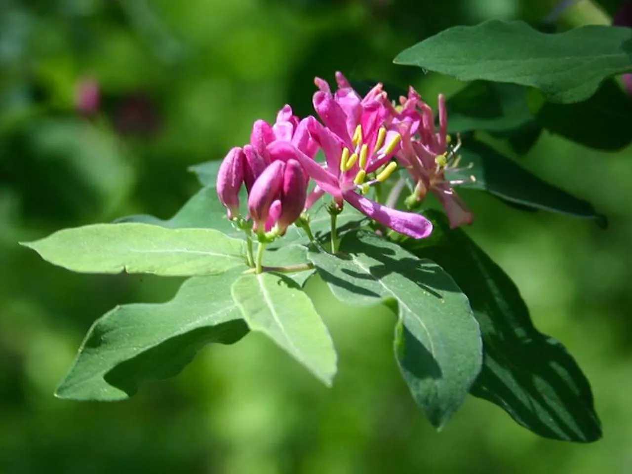 Tatarian Honeysuckle (Lonicera Tatarica) — It reaches 8-12 ft in height and spreads 10-12 ft, flourishing in full sun to partial shade