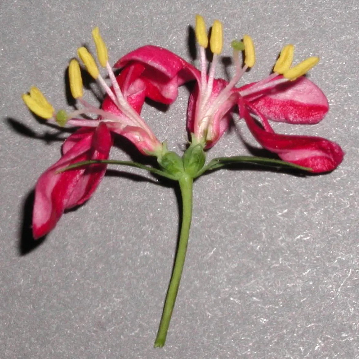 Tatarian Honeysuckle (Lonicera Tatarica) — Caution advised as berries are toxic if ingested; is a deciduous shrub celebrated for its vibrant floral displays