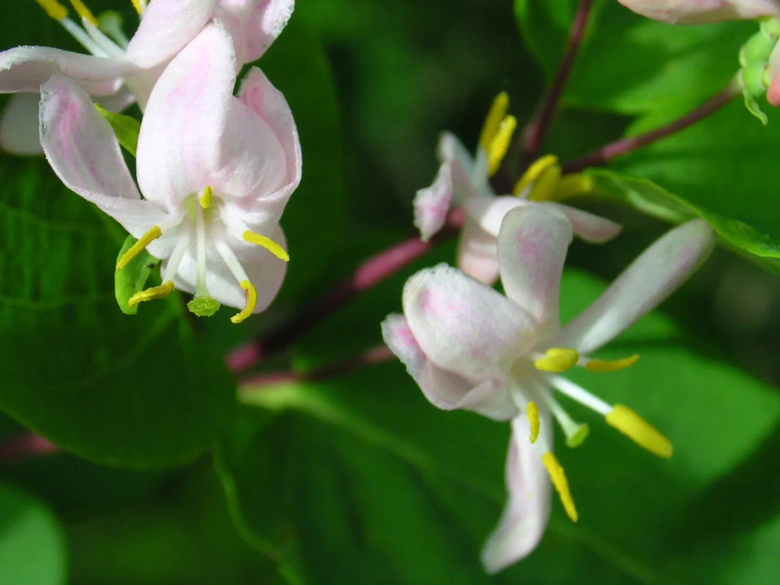 Tatarian Honeysuckle (Lonicera Tatarica) — Requires regular pruning to maintain shape and prevent invasive spread; lonicera tatarica, or Tatarian, image 129