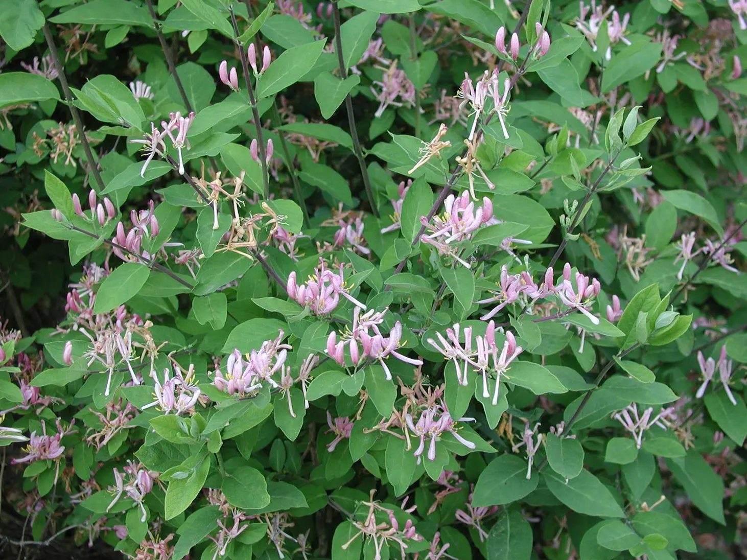 Tatarian Honeysuckle (Lonicera Tatarica) — shrub with pink blooms; the Tatarian Honeysuckle is drought tolerant once established and can thrive in, image 123