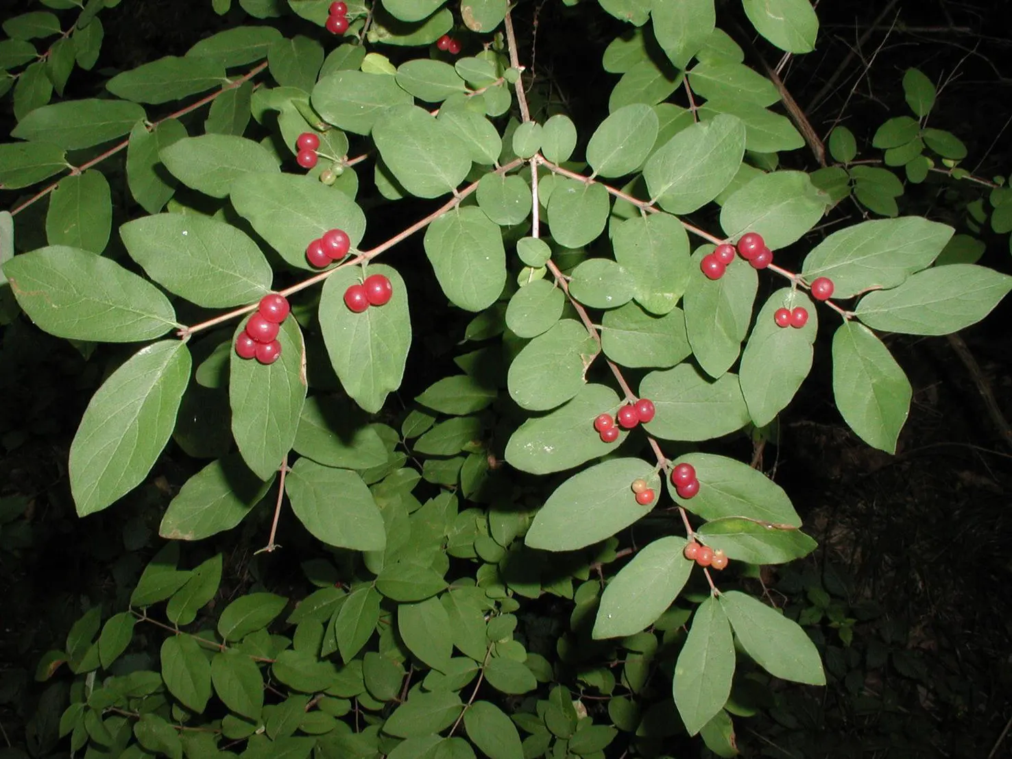 Tatarian Honeysuckle (Lonicera Tatarica) — although it prefers well-draining soil; consider its spreading habit and potential for invasiveness