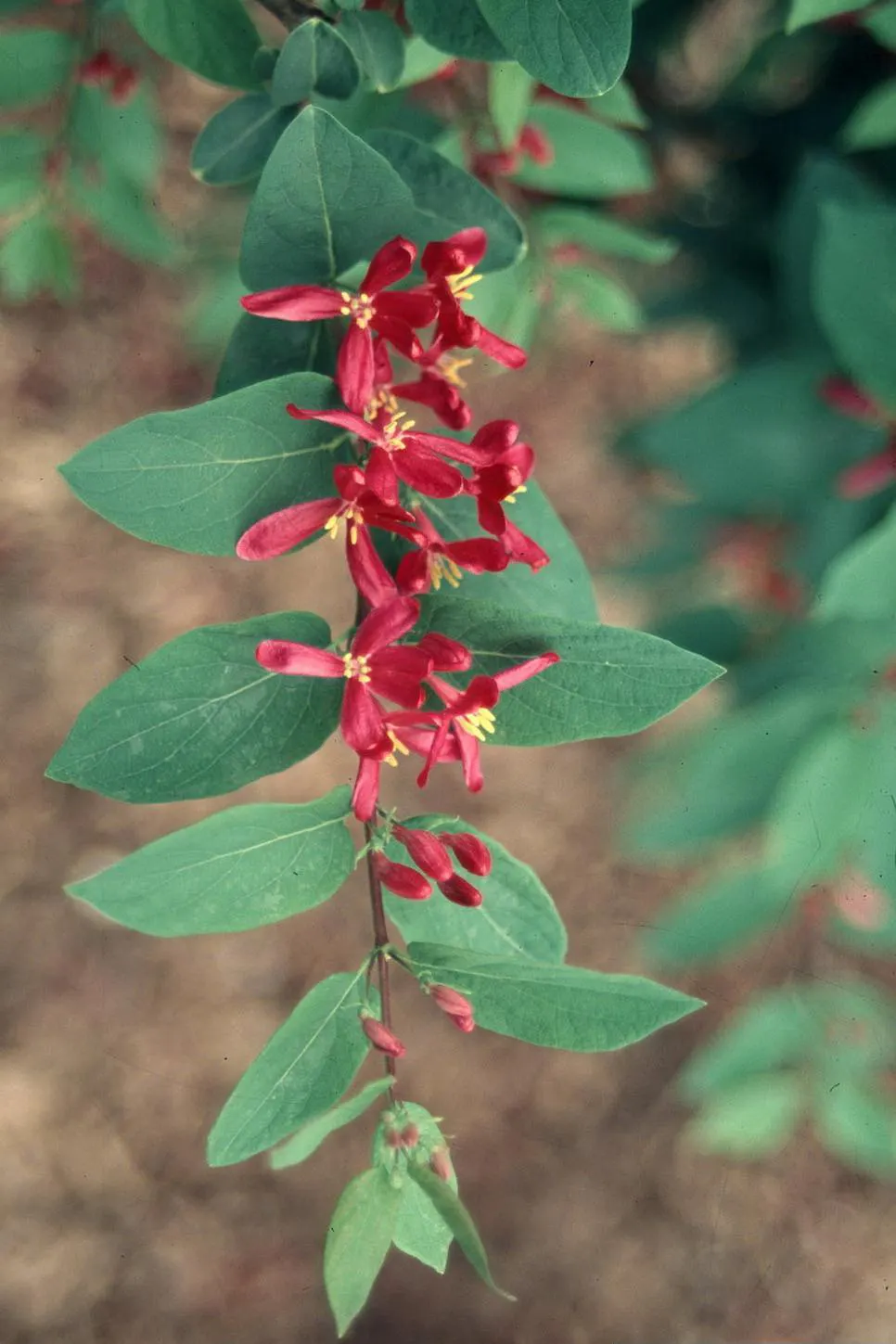 Tatarian Honeysuckle (Lonicera Tatarica) — so it's important to manage the growth and prevent unwanted naturalization.<br><br>Hardy in USDA zones 3, image 82