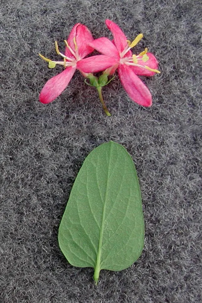 Tatarian Honeysuckle (Lonicera Tatarica) — shrub with pink blooms; the Tatarian Honeysuckle is drought tolerant once established and can thrive in, image 92