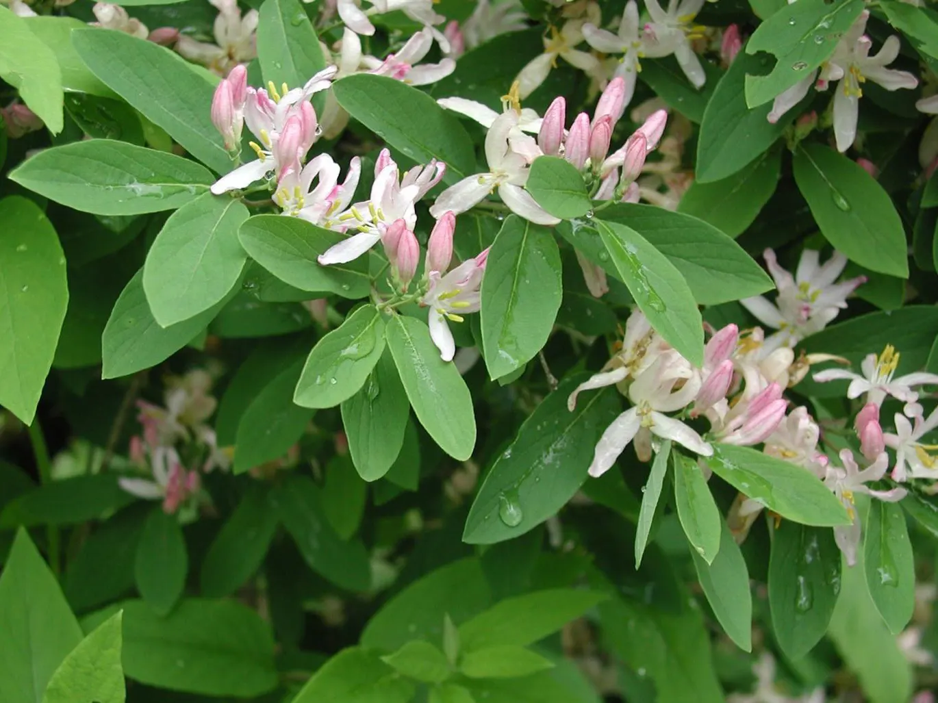 Tatarian Honeysuckle (Lonicera Tatarica) — which facilitate the plant's spread and can make it invasive in some regions; caution advised as berries, image 112