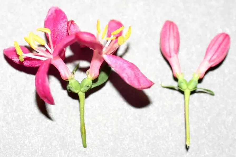 Tatarian Honeysuckle (Lonicera Tatarica) — adorn the shrub in shades of pink; it reaches 8-12 ft in height and spreads 10-12 ft, flourishing in full sun to
