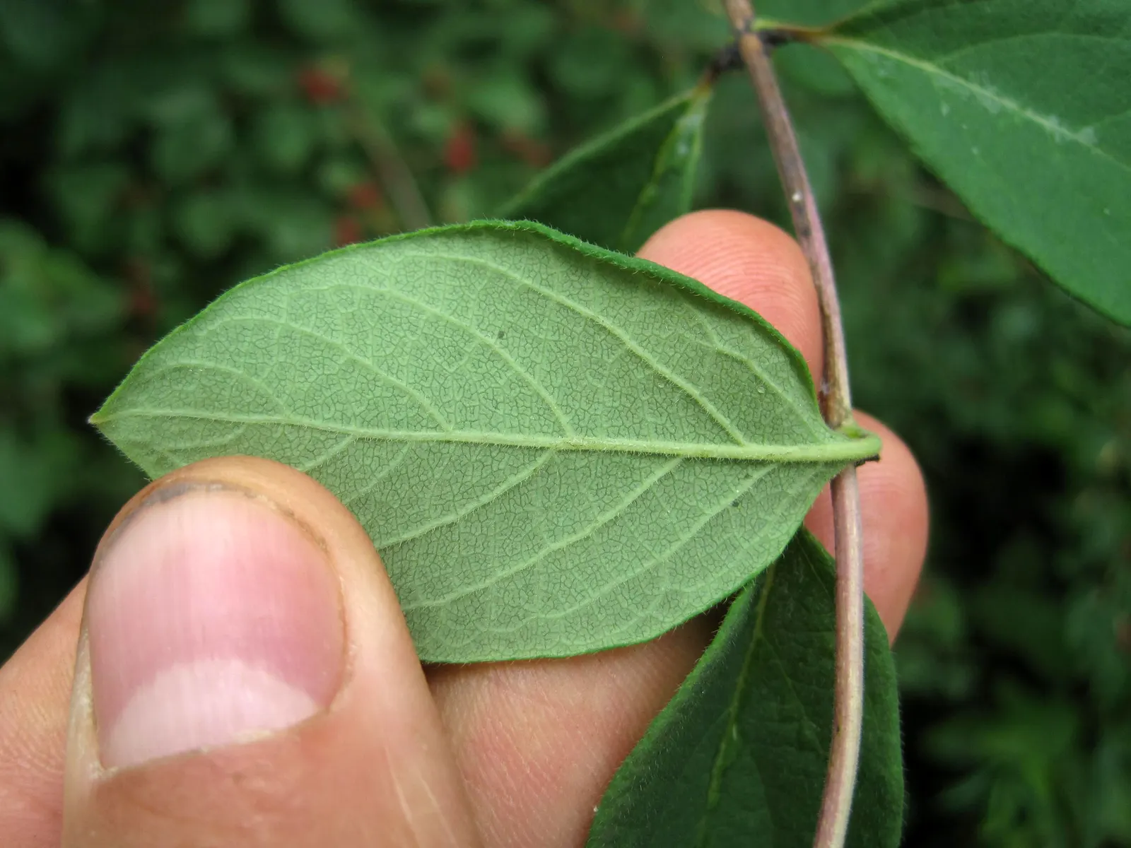 Tatarian Honeysuckle (Lonicera Tatarica) — When incorporating the Tatarian Honeysuckle into a landscape design; regular pruning after flowering can, image 88