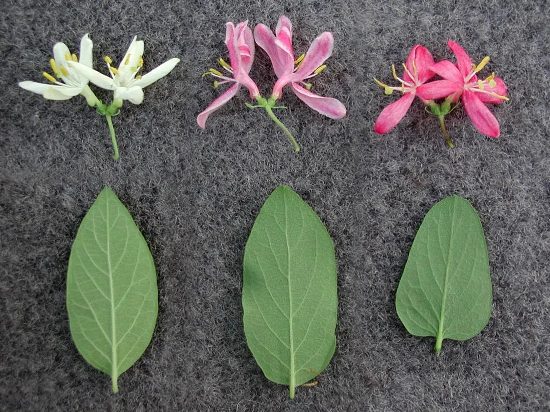 Tatarian Honeysuckle (Lonicera Tatarica) — consider its spreading habit and potential for invasiveness; shrub for full or half or shade, image 120