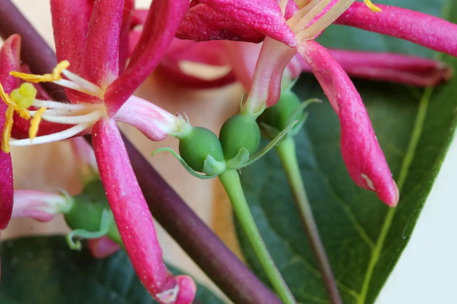 Tatarian Honeysuckle (Lonicera Tatarica) — attracting pollinators with their sweet nectar.<br><br>Come fall