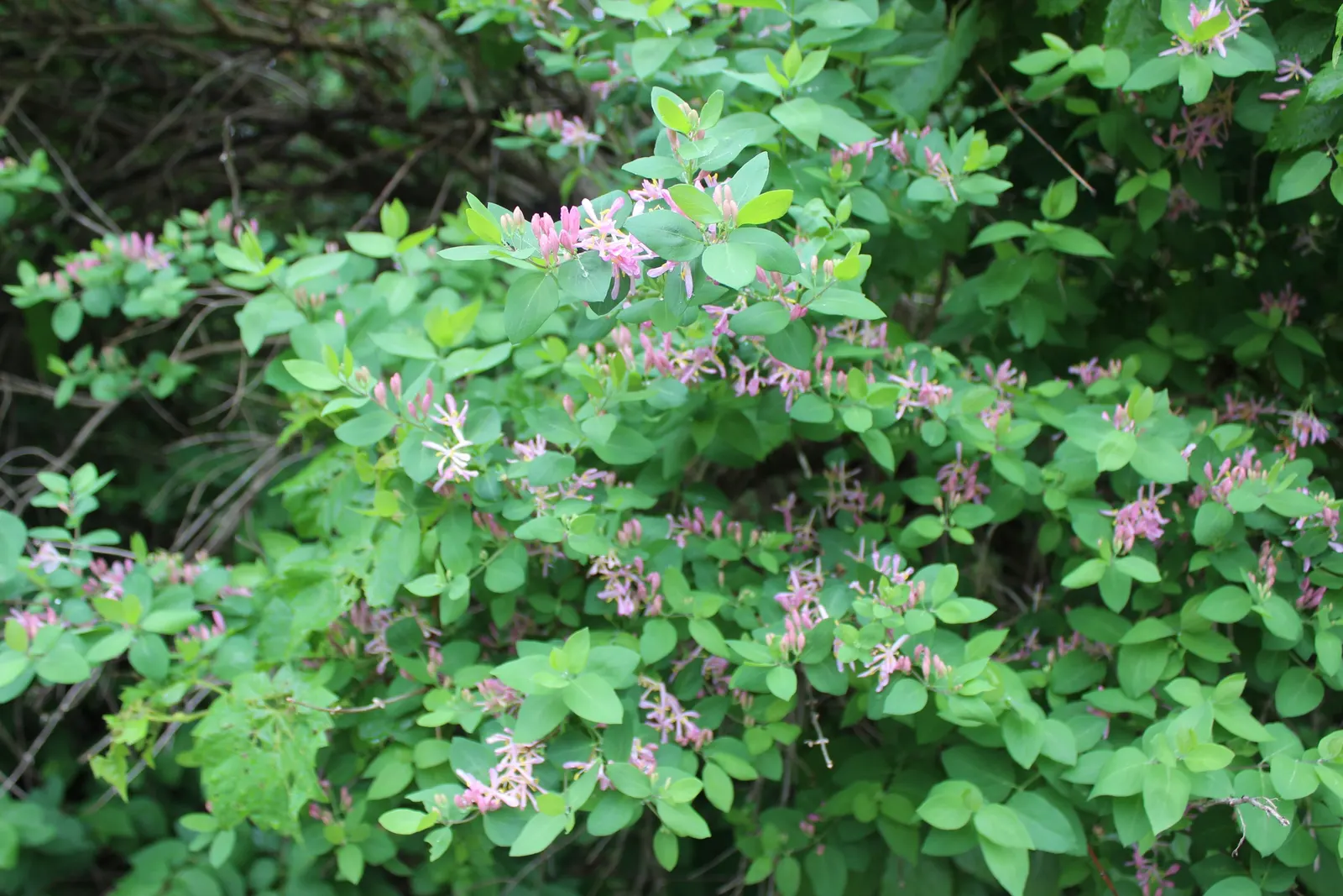 Tatarian Honeysuckle (Lonicera Tatarica) — pink flowers in the garden; adorn the shrub in shades of pink