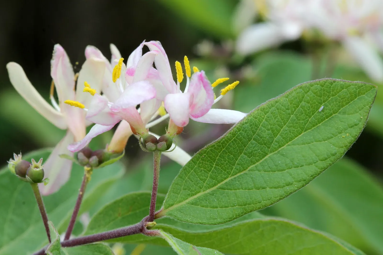 Tatarian Honeysuckle (Lonicera Tatarica) — This species typically reaches a height of 8 to 12 feet and has a similar spread; requires regular, image 72