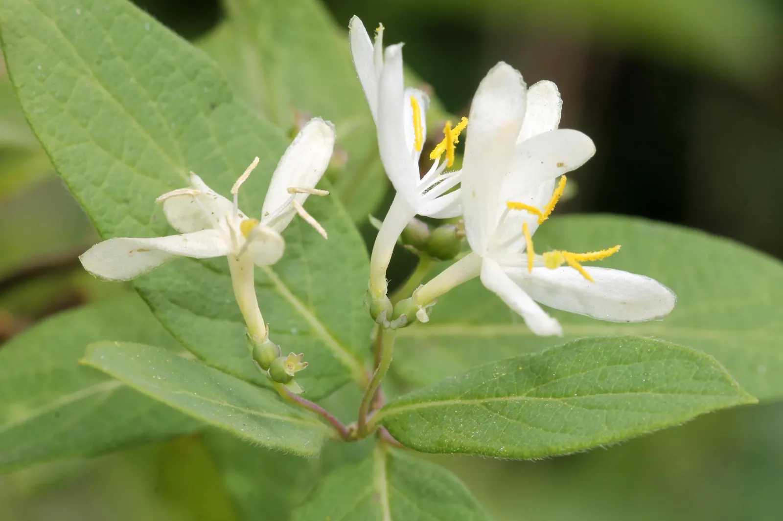 Tatarian Honeysuckle (Lonicera Tatarica) — It reaches 8-12 ft in height and spreads 10-12 ft, flourishing in full sun to partial shade; and, image 64