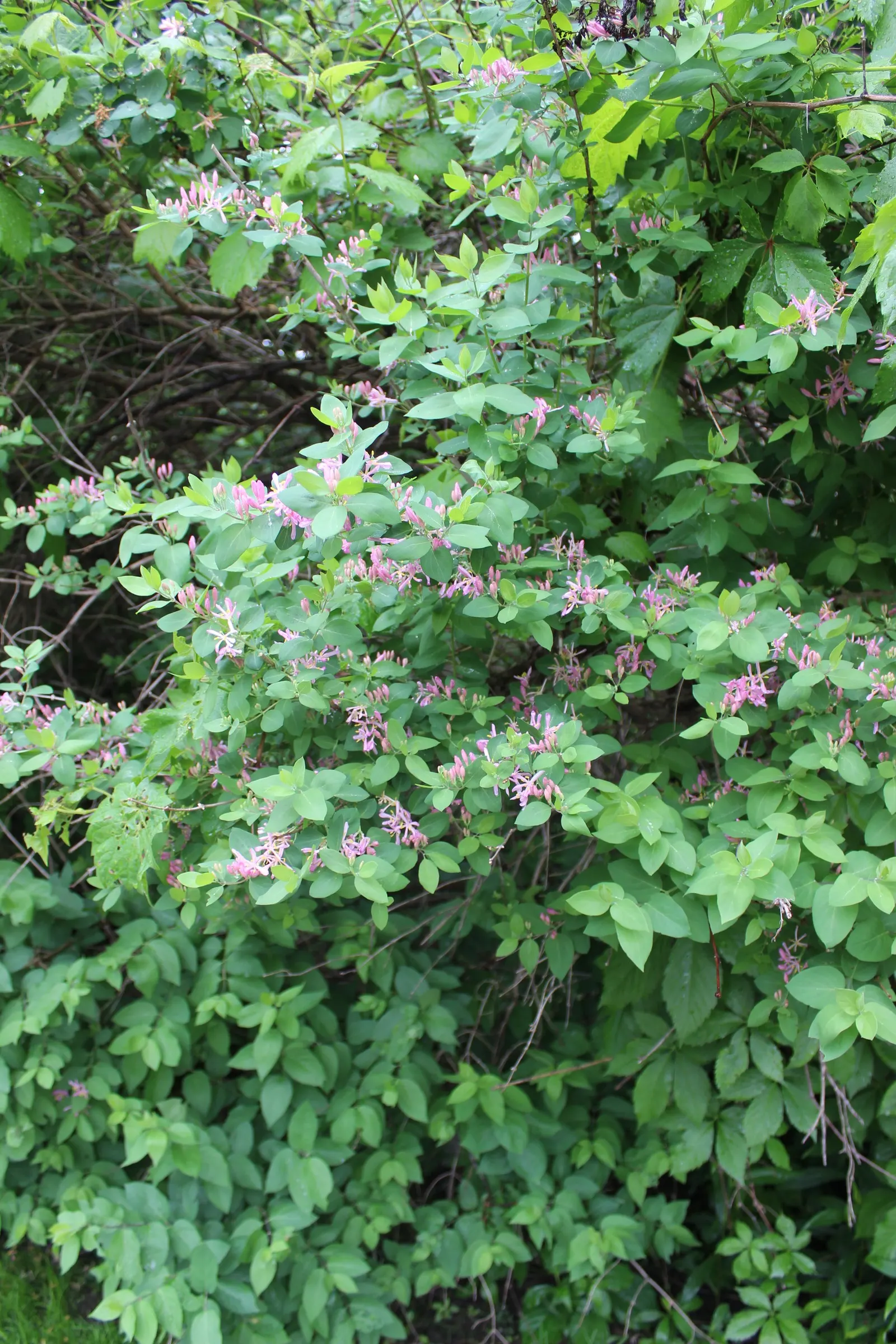 Tatarian Honeysuckle (Lonicera Tatarica) — the plant produces small red or orange berries, image 78