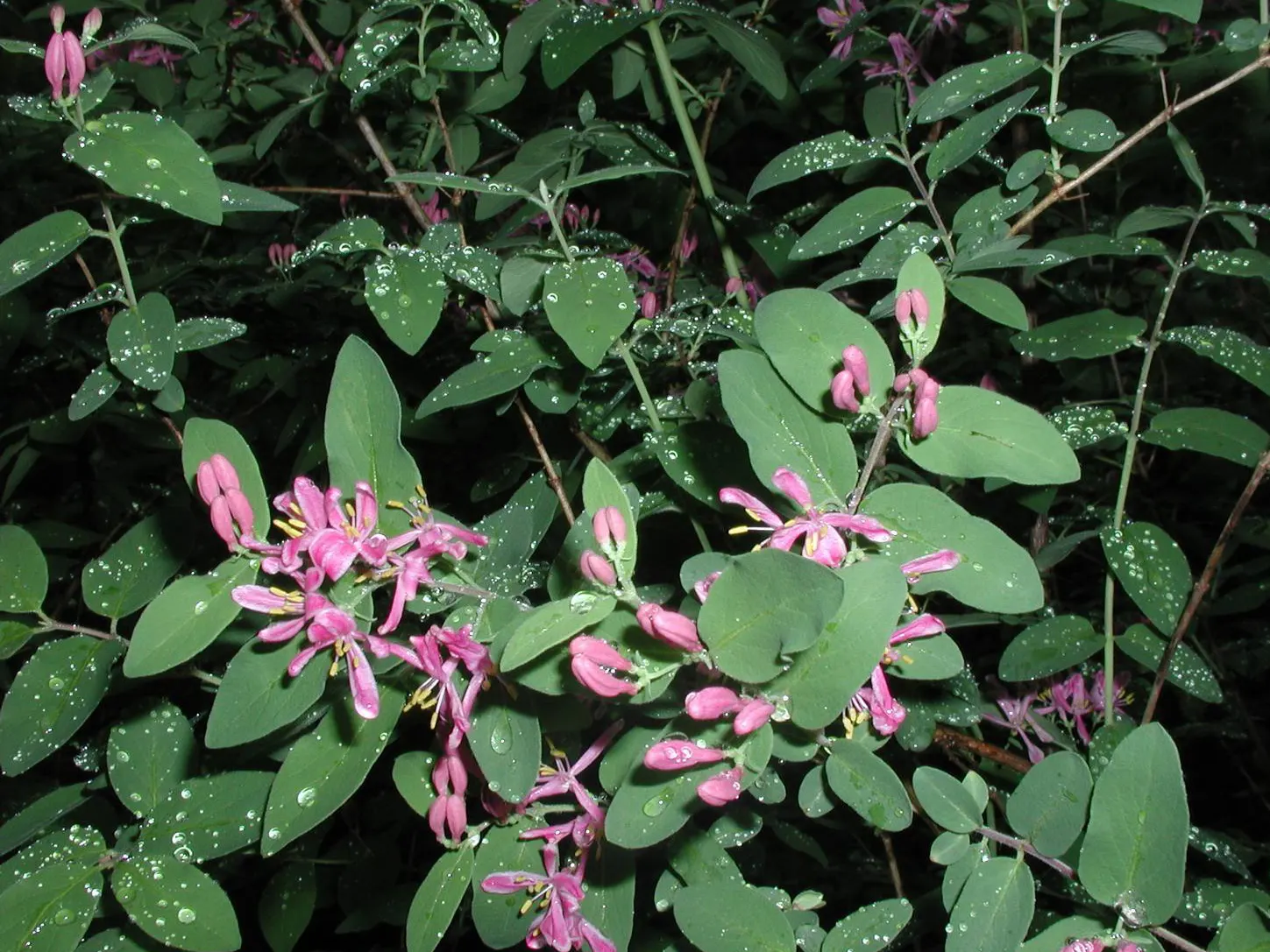 Tatarian Honeysuckle (Lonicera Tatarica) — scientifically named Lonicera tatarica; attracting pollinators with their sweet nectar.<br><br>Come fall, image 69