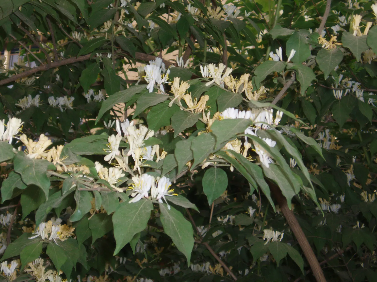 Tatarian Honeysuckle (Lonicera Tatarica) — adorn the shrub in shades of pink; it reaches 8-12 ft in height and spreads 10-12 ft, flourishing in, image 76