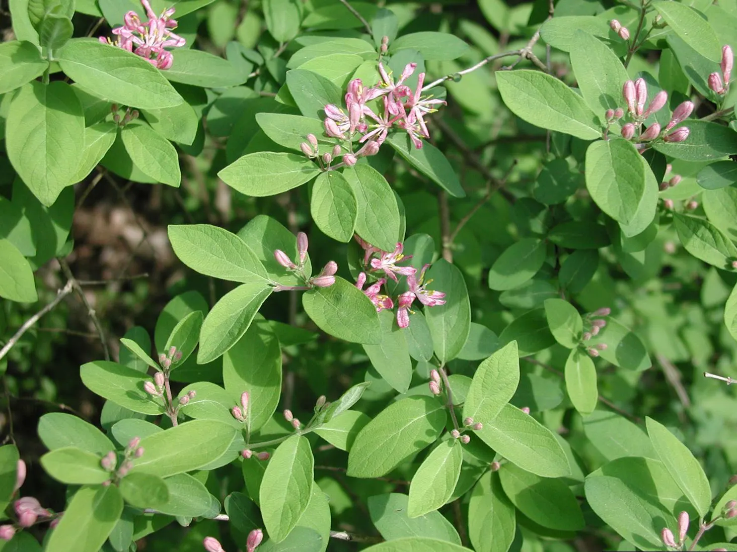 Tatarian Honeysuckle (Lonicera Tatarica) — shrub for full or half or shade; as well as its ornamental attributes that can enhance the aesthetic, image 93